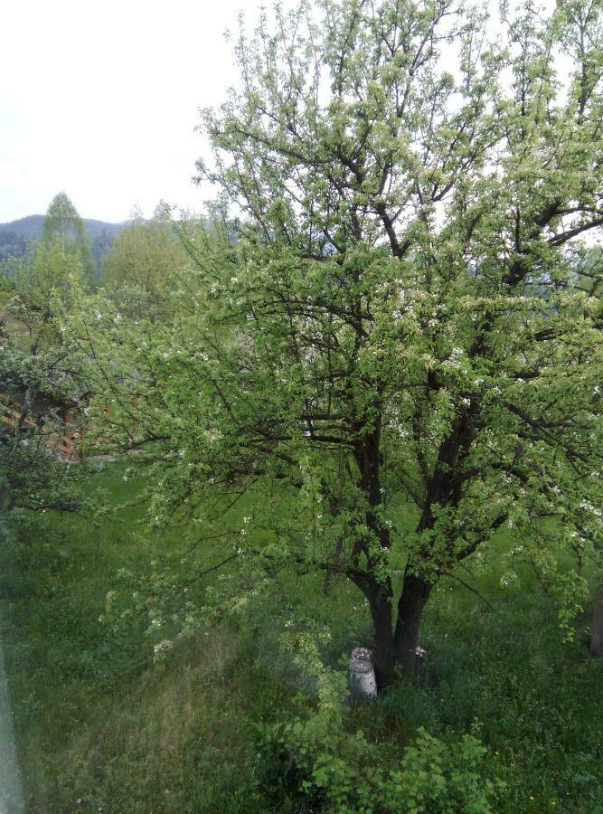 Holiday Home Tihiy Dvor 미쿨리친 외부 사진